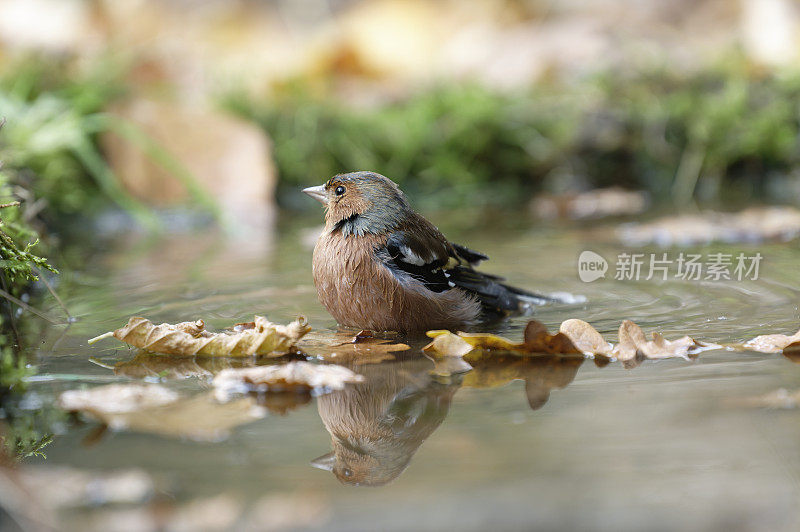 查芬奇洗涤 （弗林吉拉科莱布斯）